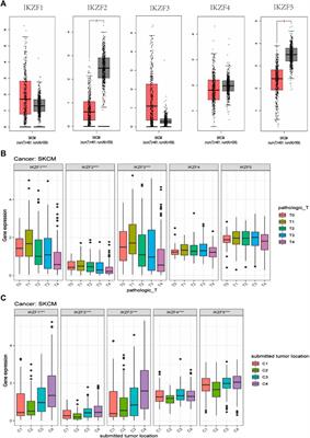 Novel IKZF3 transcriptomic signature correlates with positive outcomes of skin cutaneous melanoma: A pan-cancer analysis